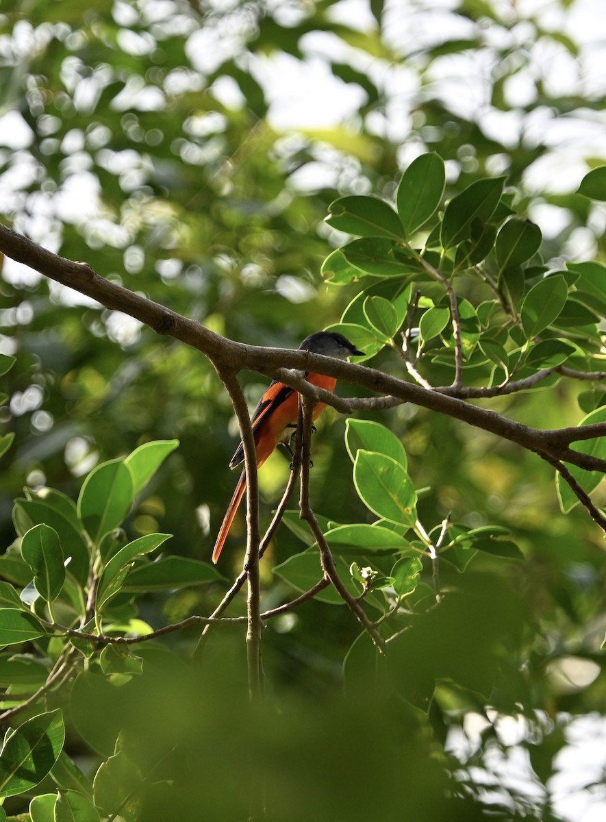 Gray-chinned Minivet - ML643483038