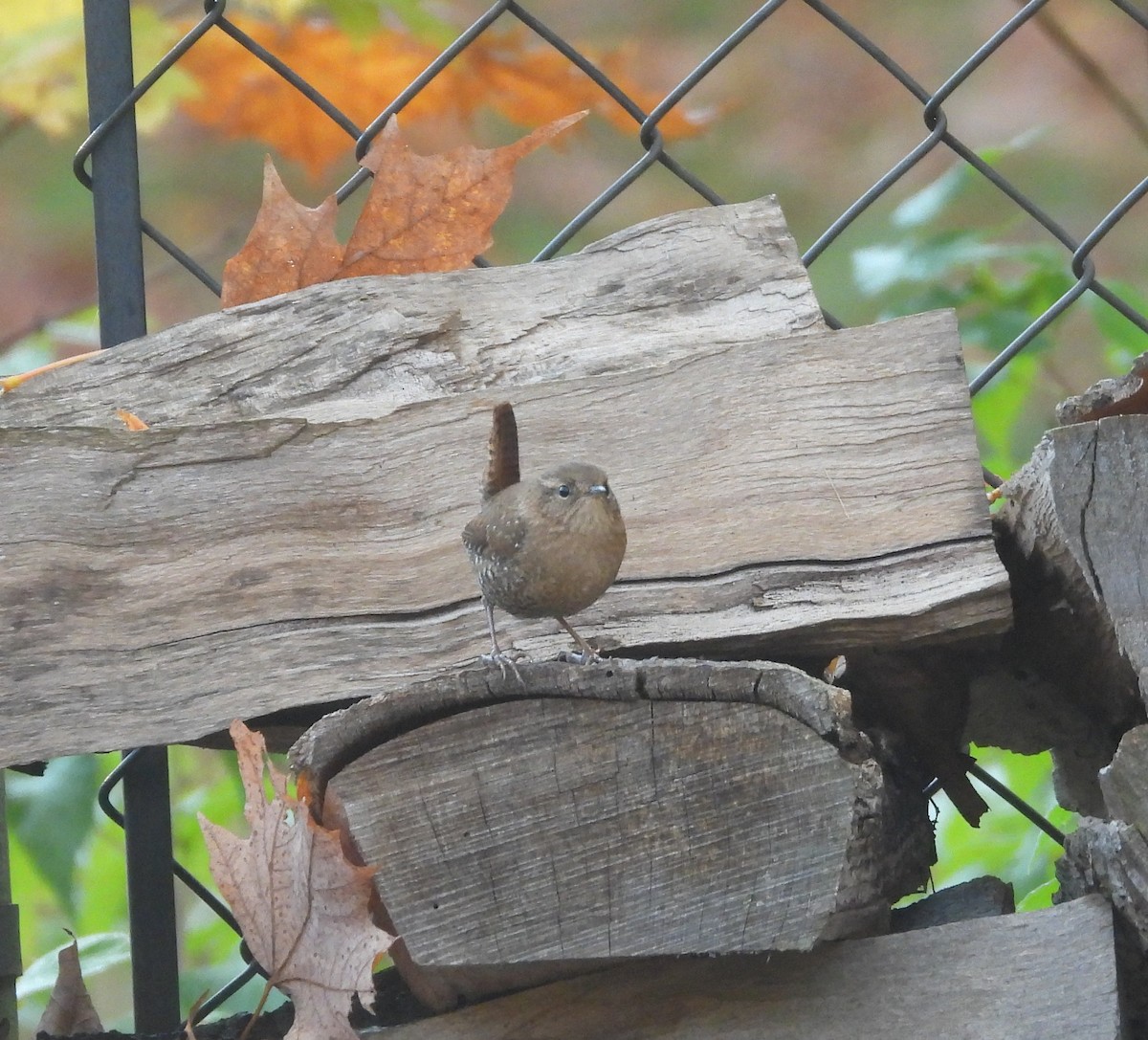 Winter Wren - ML643483085