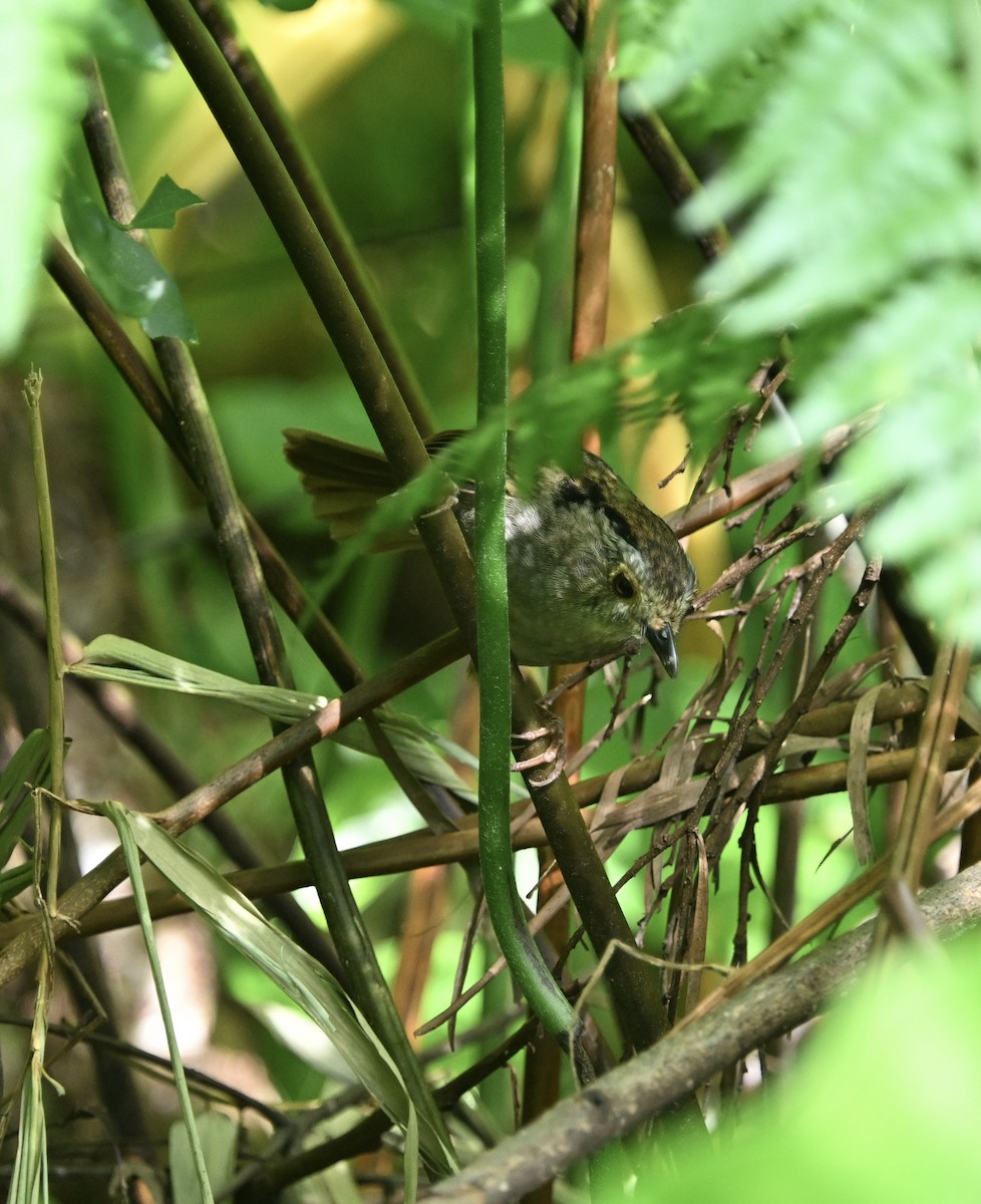 Dusky Fulvetta - ML643483086