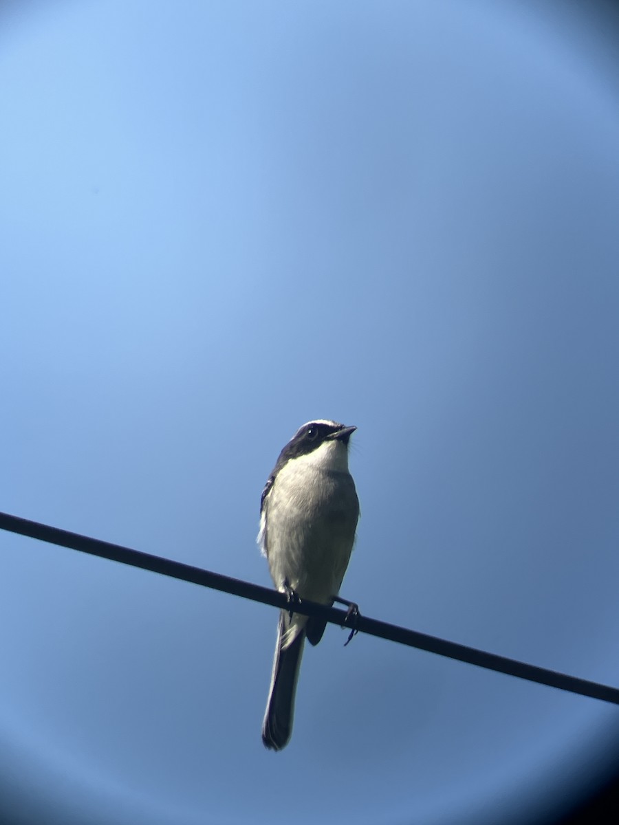 Gray Bushchat - ML643483088