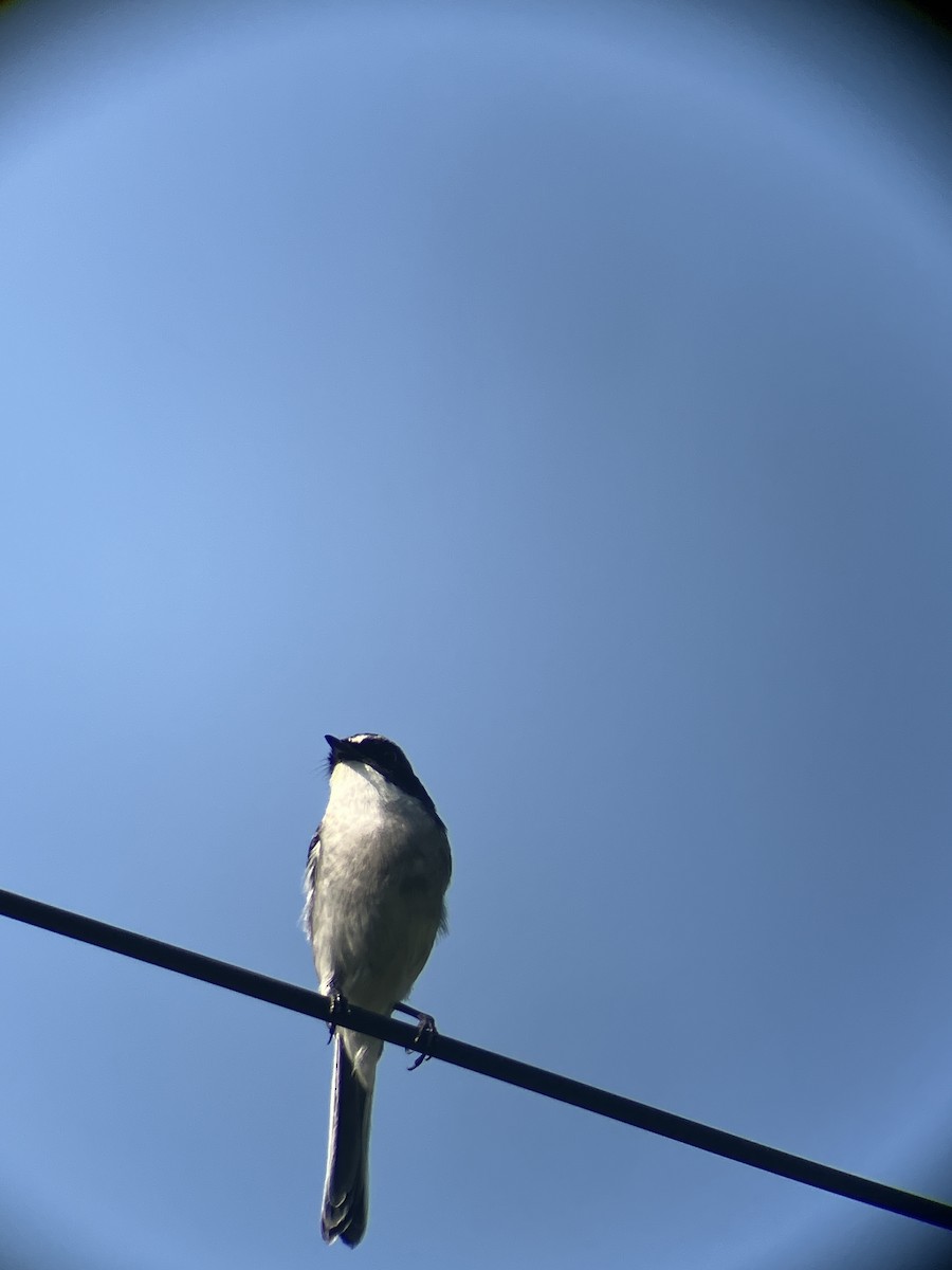 Gray Bushchat - ML643483089