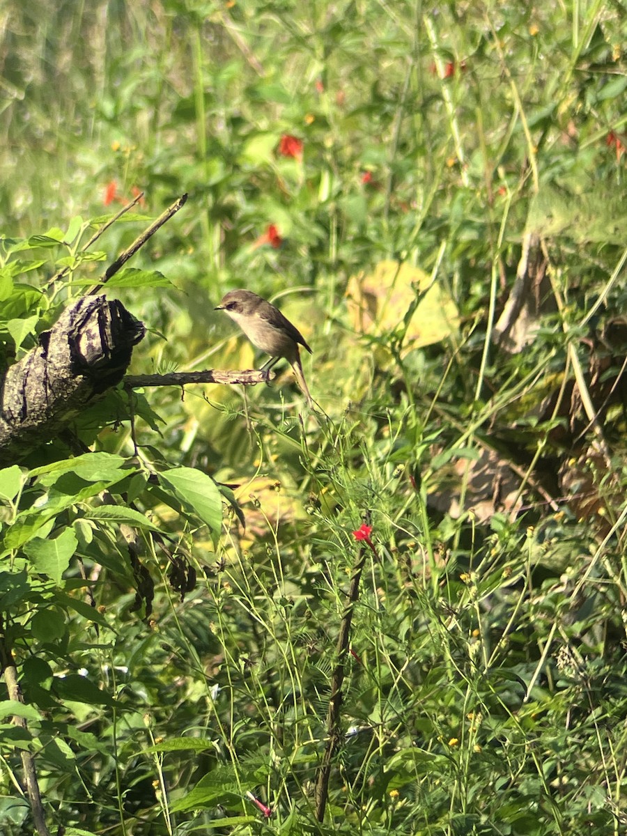 Gray Bushchat - ML643483091