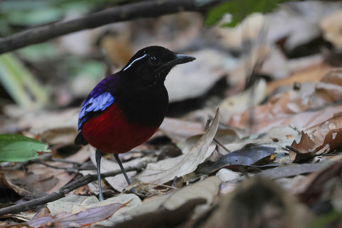 クロアカヤイロチョウ - ML643483092