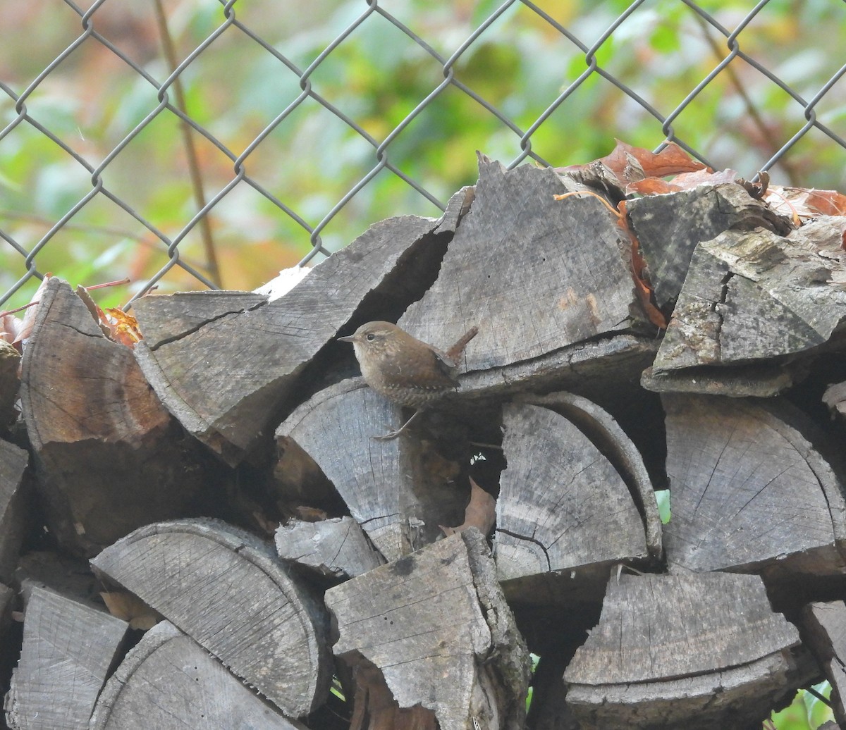 Winter Wren - ML643483094