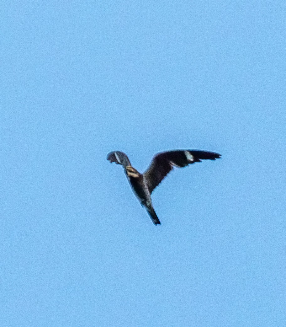 Common Nighthawk - ML643483098
