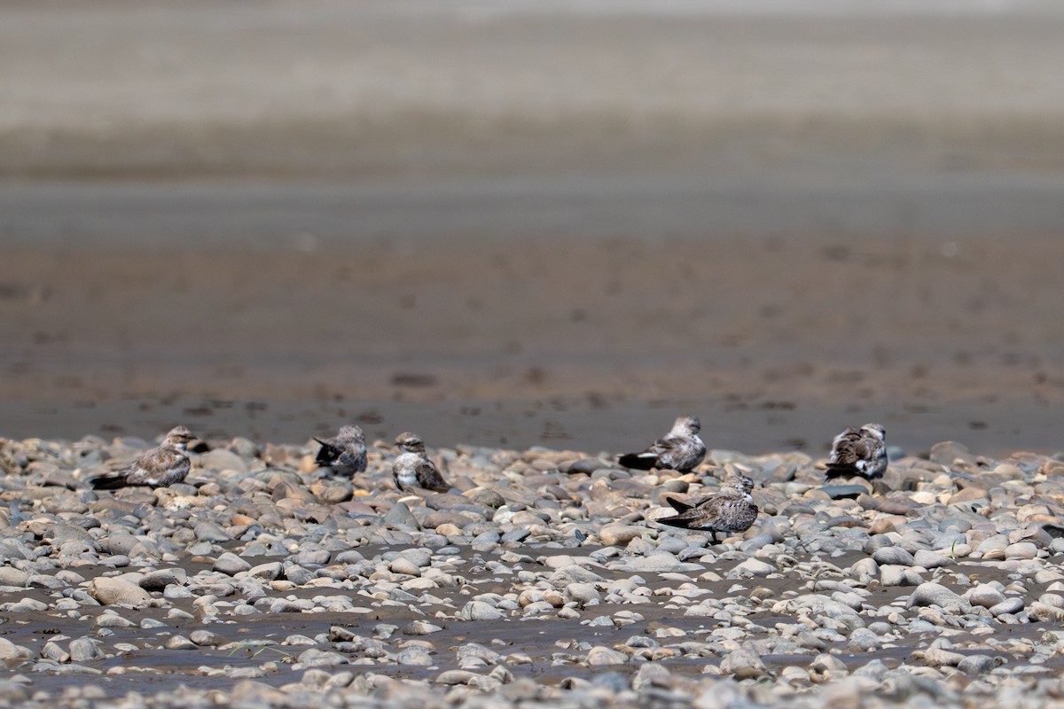 Sand-colored Nighthawk - ML643483118