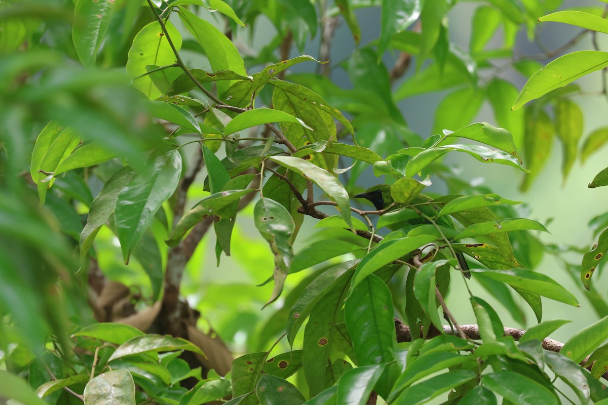 Lesser Green Leafbird - ML643483119
