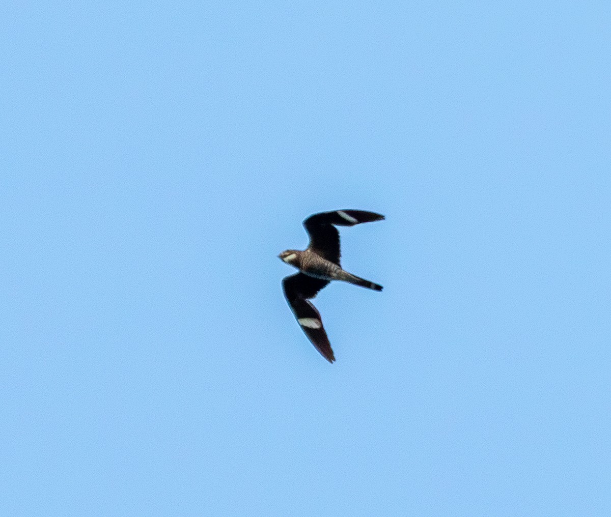Common Nighthawk - ML643483125