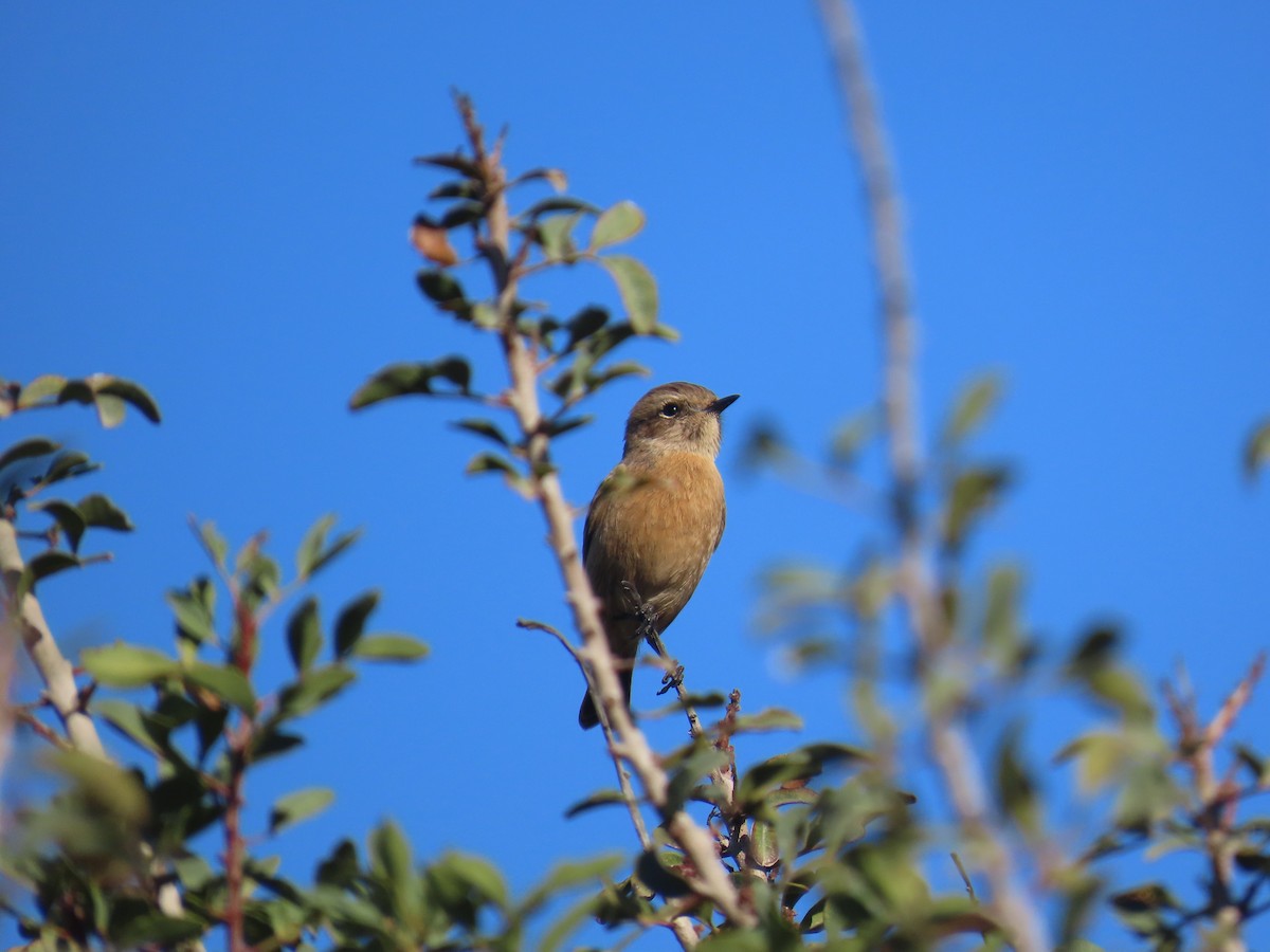European Stonechat - ML643483129