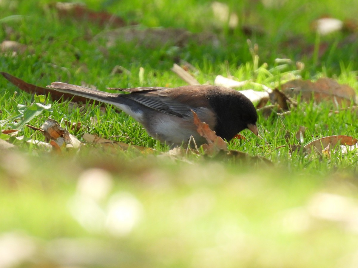 Dark-eyed Junco - ML643483136