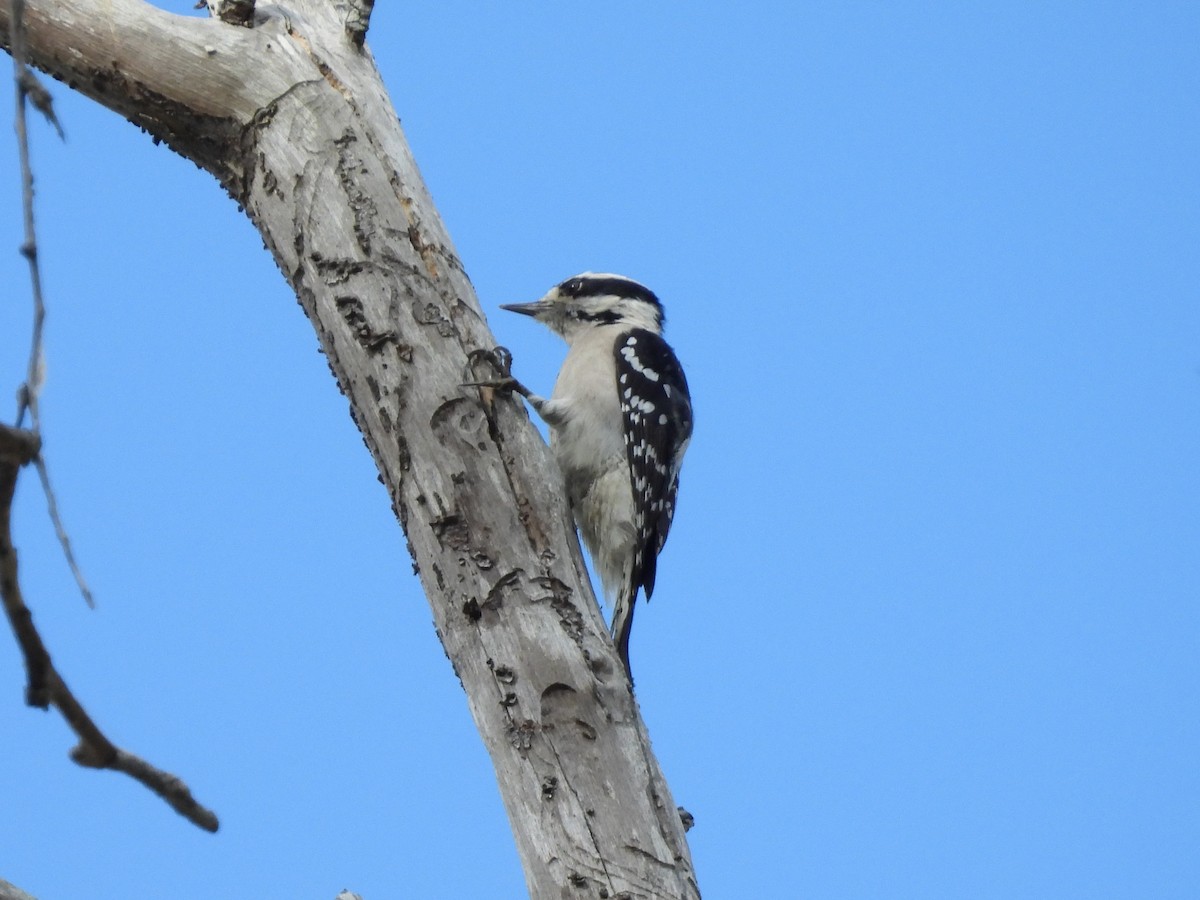 Downy Woodpecker - ML643483146