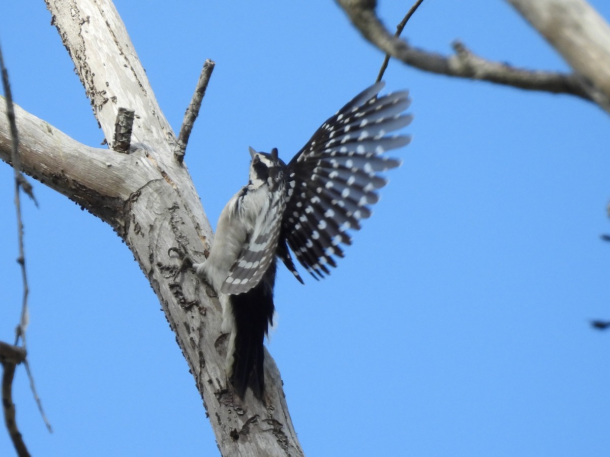 Downy Woodpecker - ML643483147