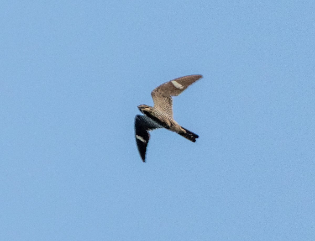 Common Nighthawk - ML643483148