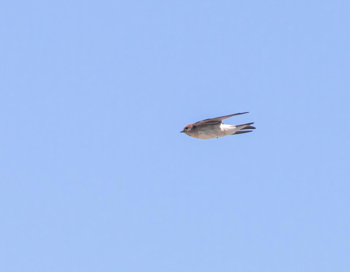 Fairy Martin - ML643483153