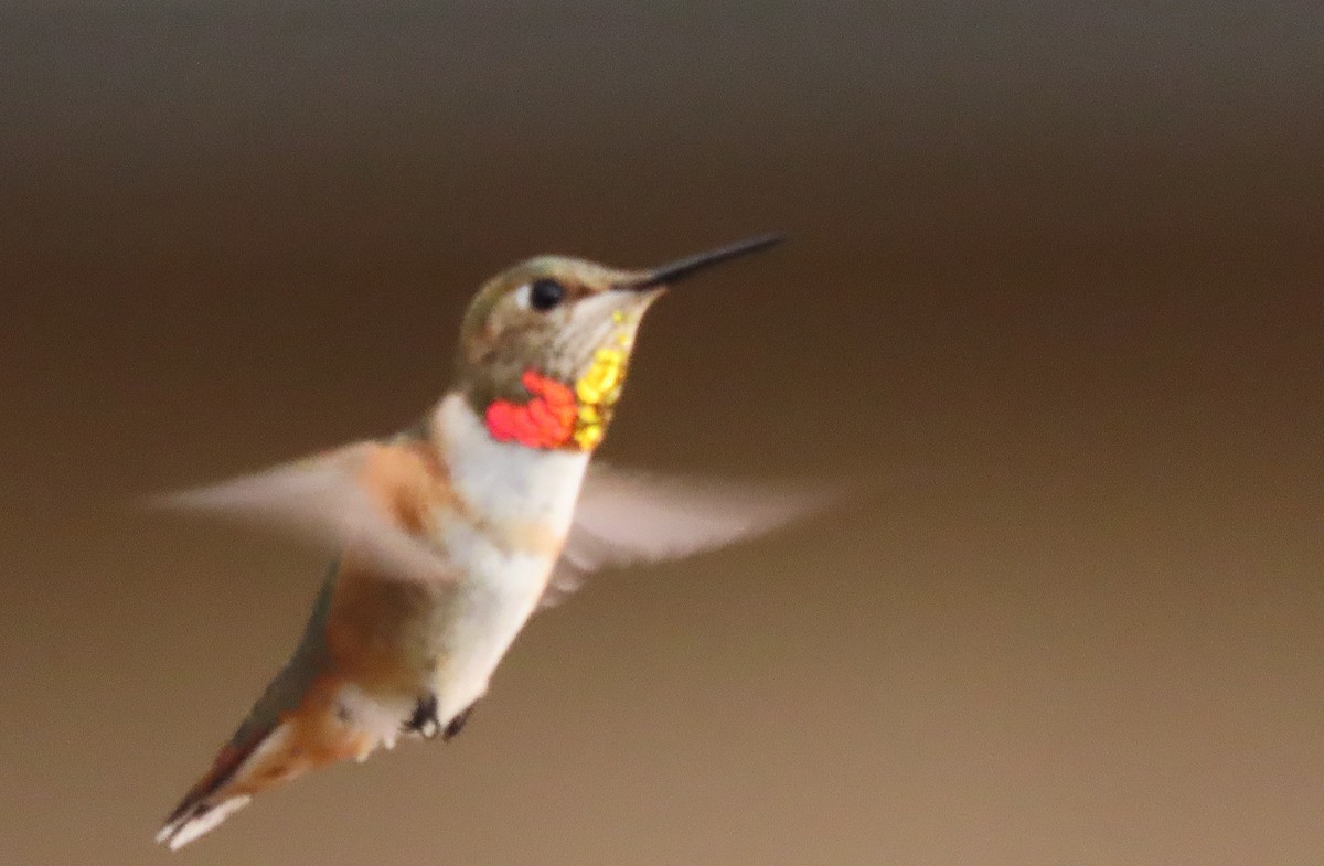 Colibrí Rufo - ML643483155