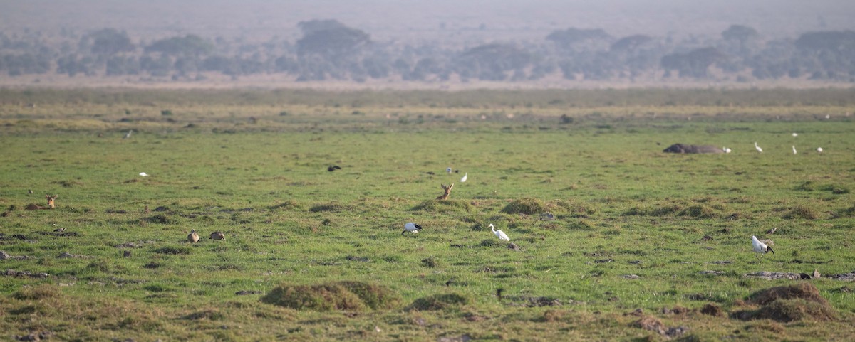 Long-toed Lapwing - ML643483162