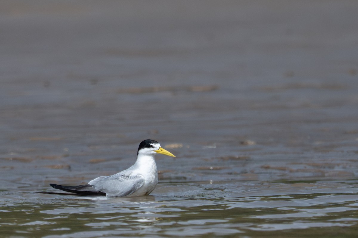 Yellow-billed Tern - ML643483170
