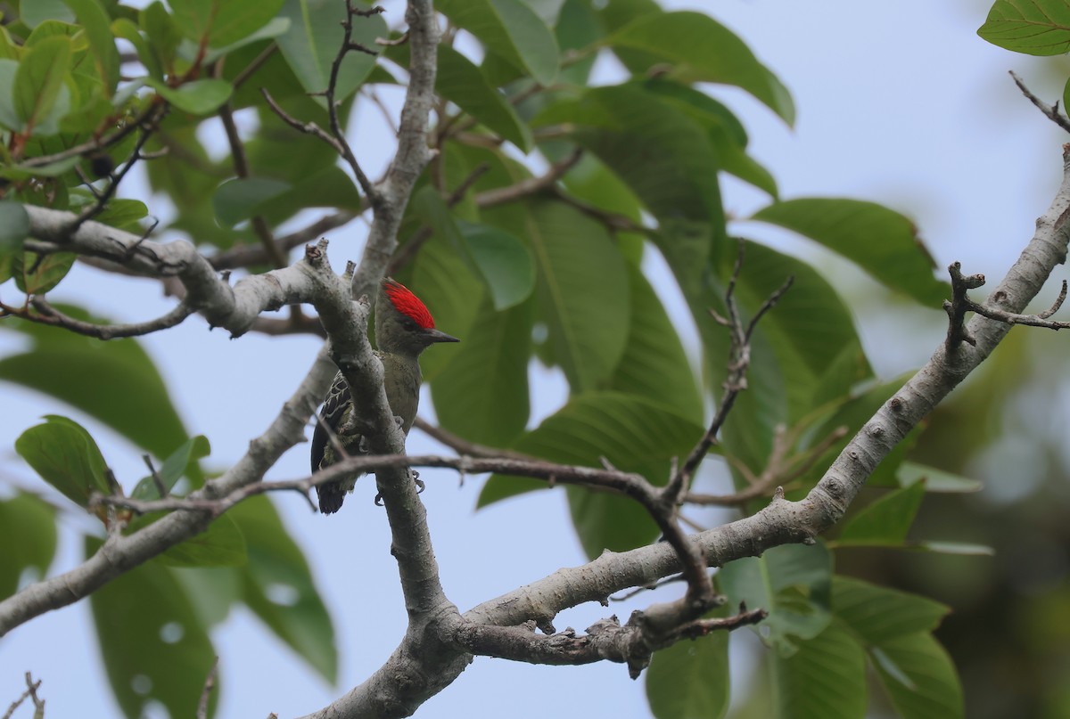 Дятел-куцохвіст червоночубий (підвид sordidus) - ML643483183