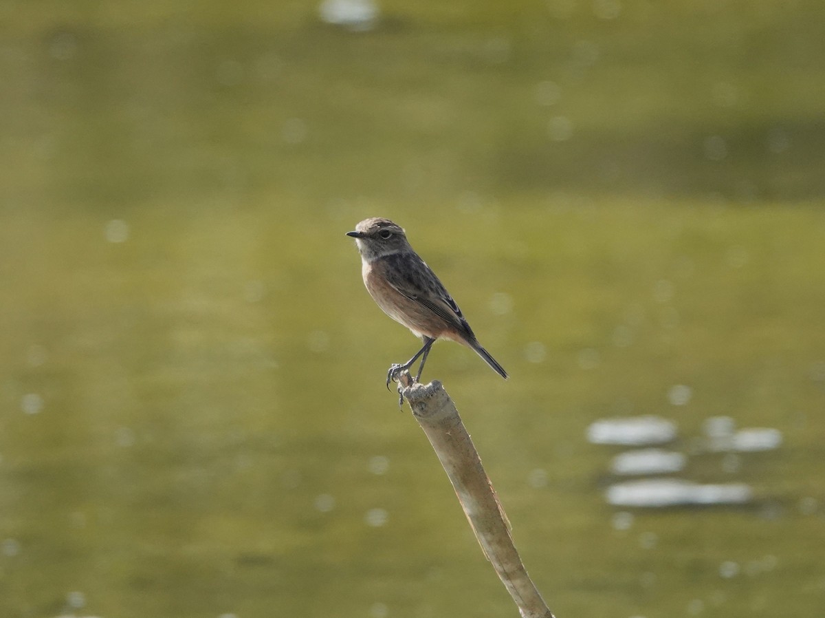 European Stonechat - ML643483184