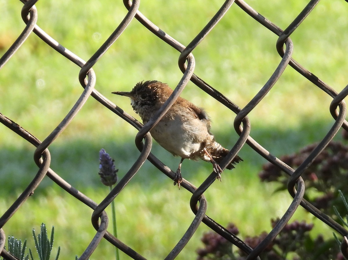 Northern House Wren - ML643483185