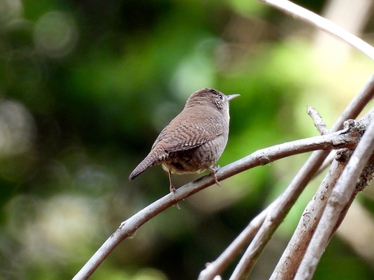 Northern House Wren - ML643483186