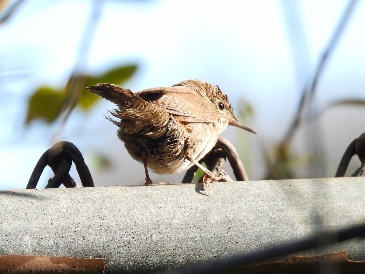 Northern House Wren - ML643483187