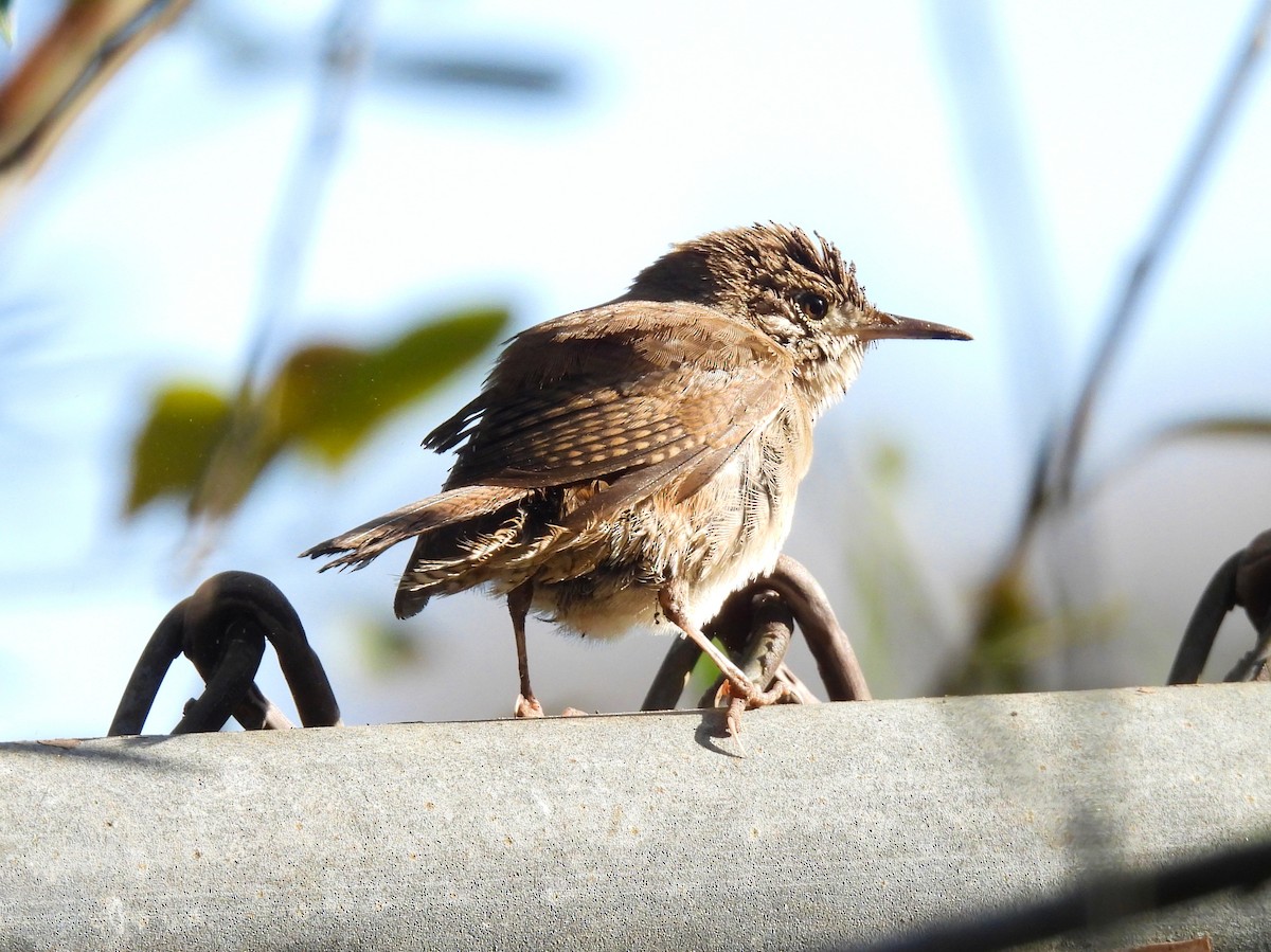Northern House Wren - ML643483188