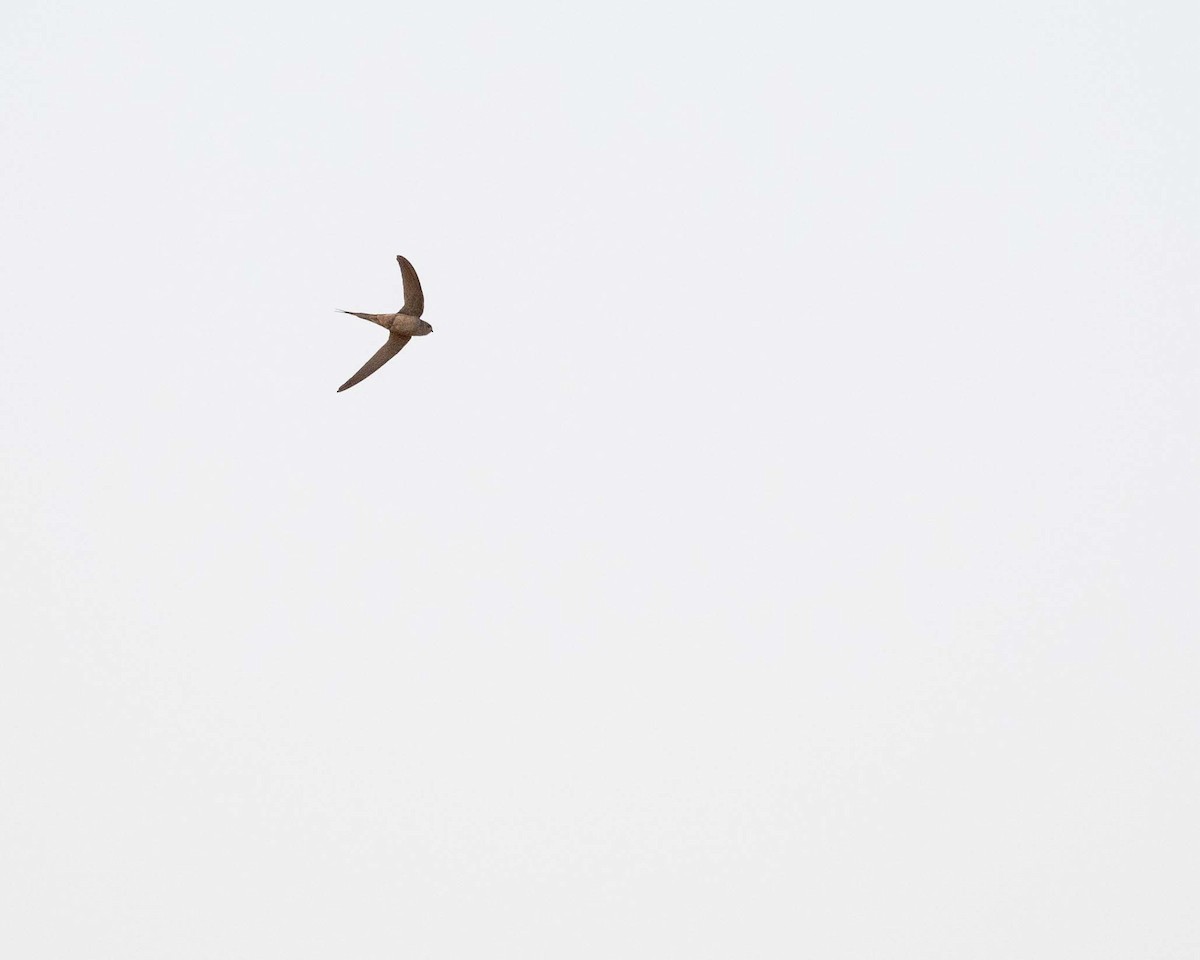 African Palm Swift - ML643483203