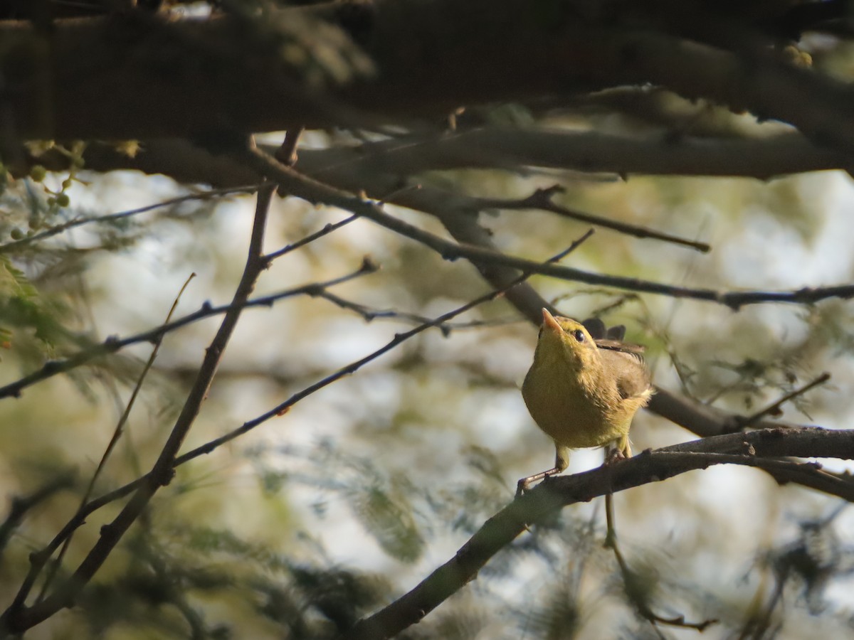 Tickell's Leaf Warbler - ML643483217