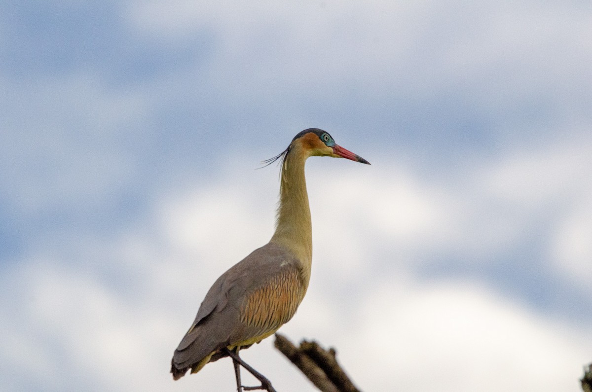 Whistling Heron - ML643483218