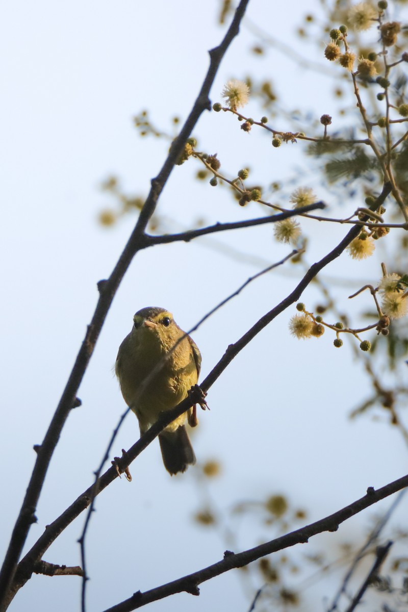 Tickell's Leaf Warbler - ML643483219