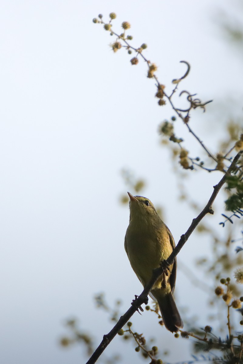 Tickell's Leaf Warbler - ML643483220