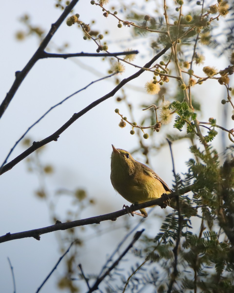 Tickell's Leaf Warbler - ML643483221