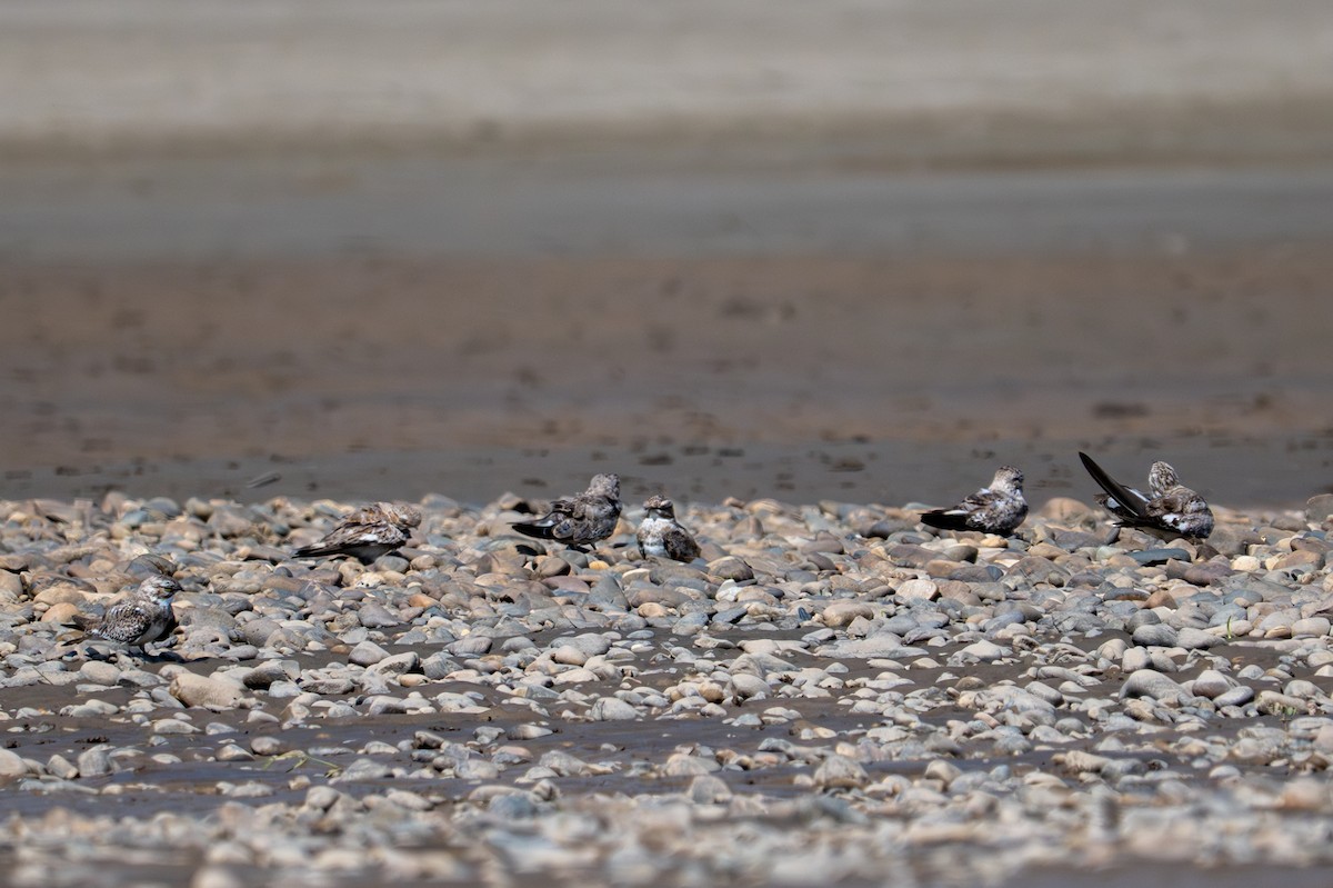 Sand-colored Nighthawk - ML643483223