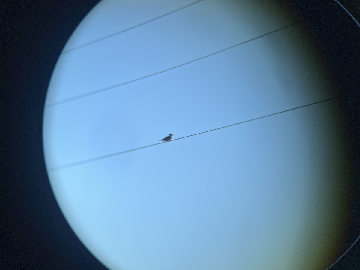 Belted Kingfisher - ML643483224