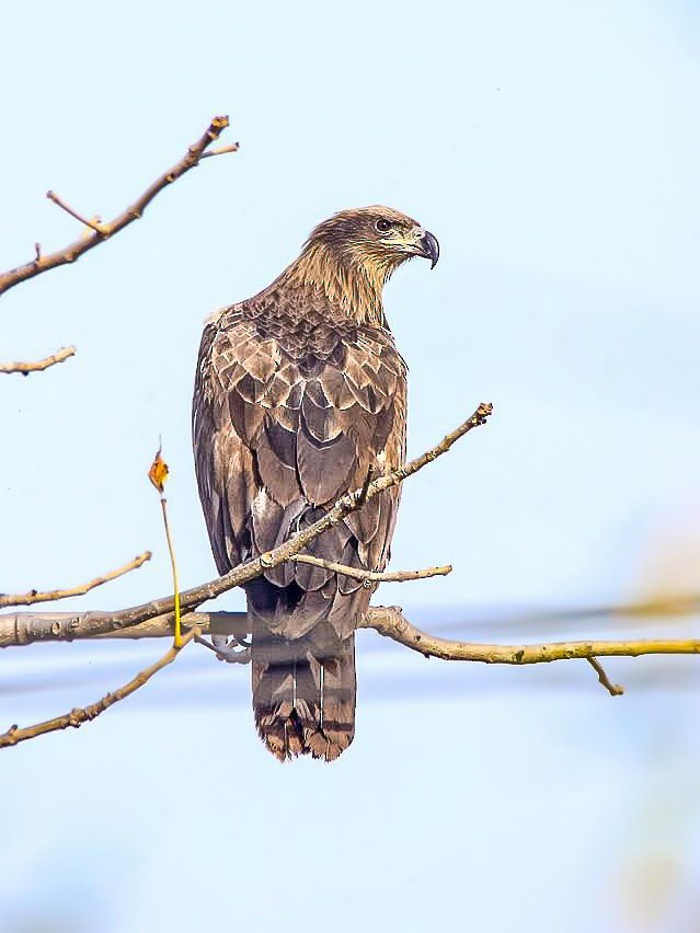 Pallas's Fish-Eagle - ML643483254