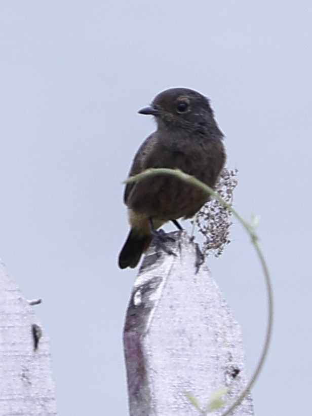 Pied Bushchat - ML643483261