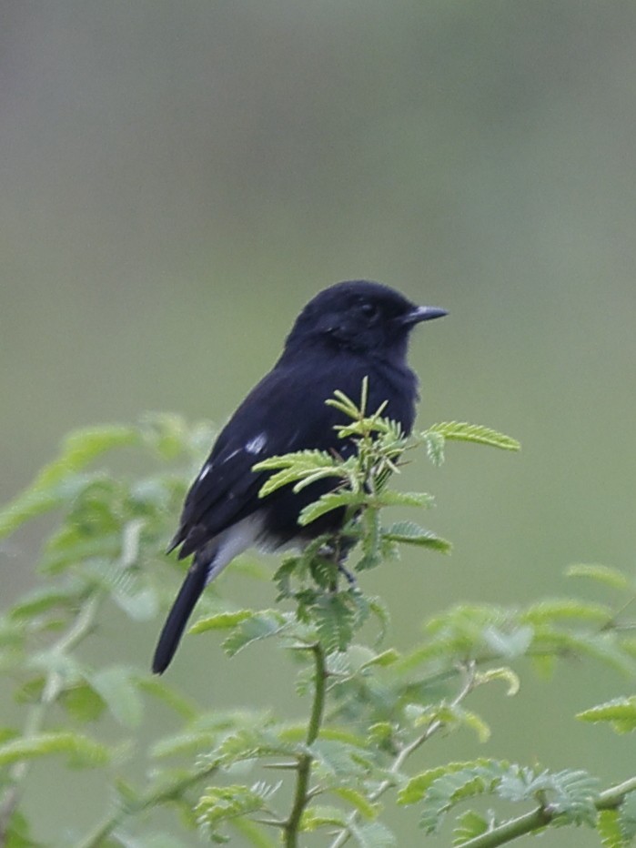 Pied Bushchat - ML643483262