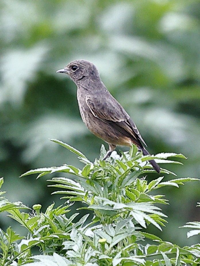 Pied Bushchat - ML643483263