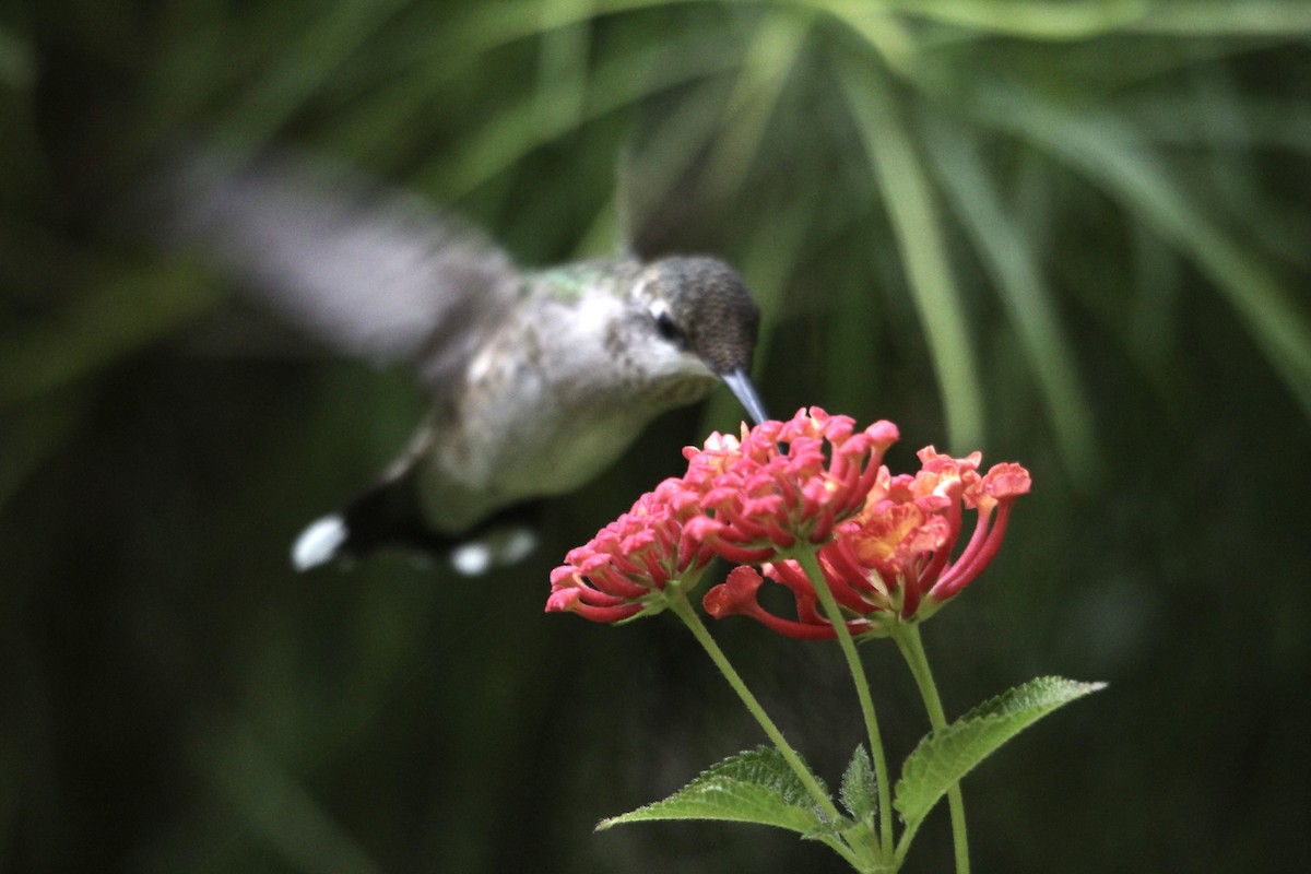 Ruby-throated Hummingbird - ML643483267