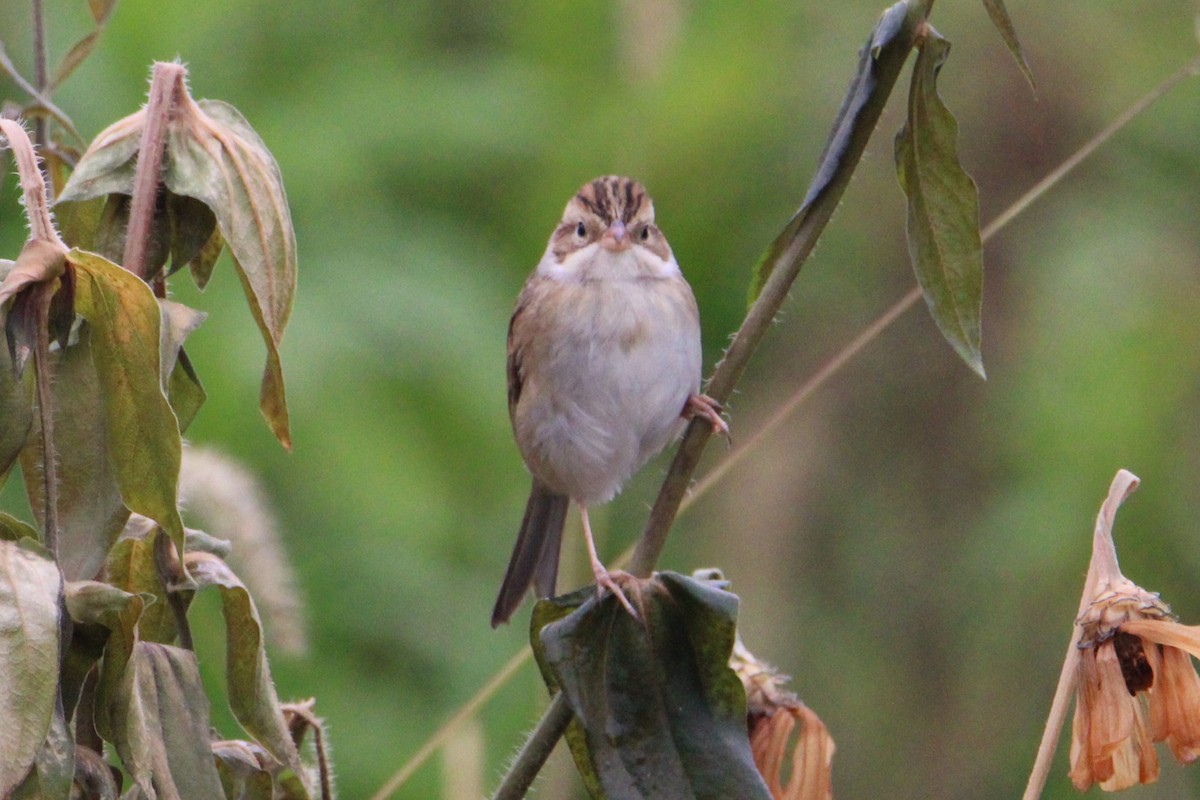 Clay-colored Sparrow - ML643483268
