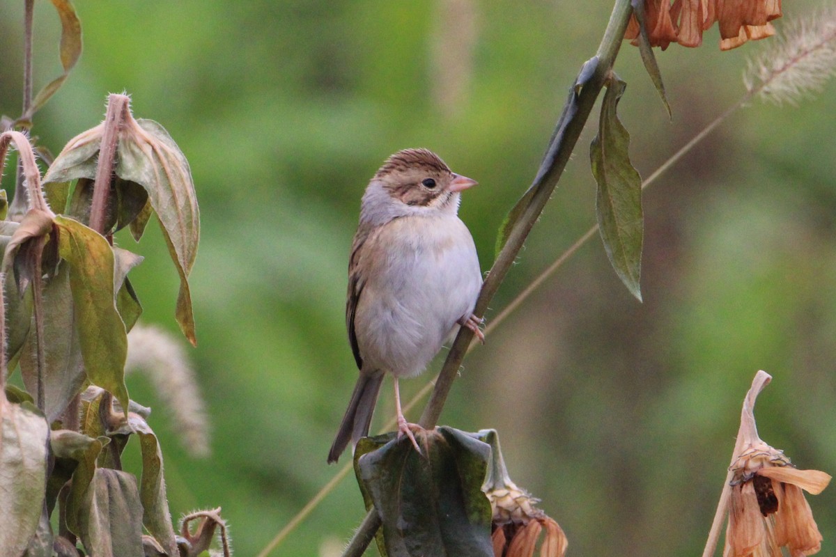 Clay-colored Sparrow - ML643483269