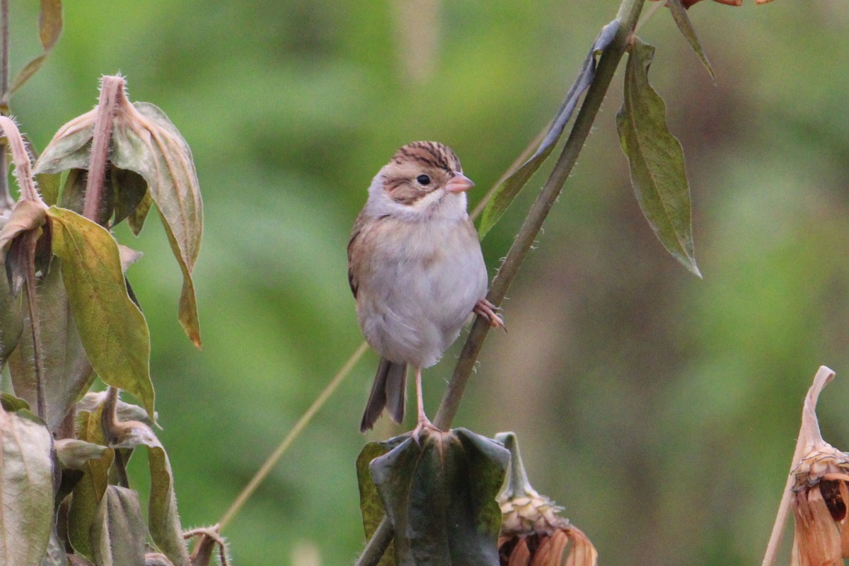 Clay-colored Sparrow - ML643483270