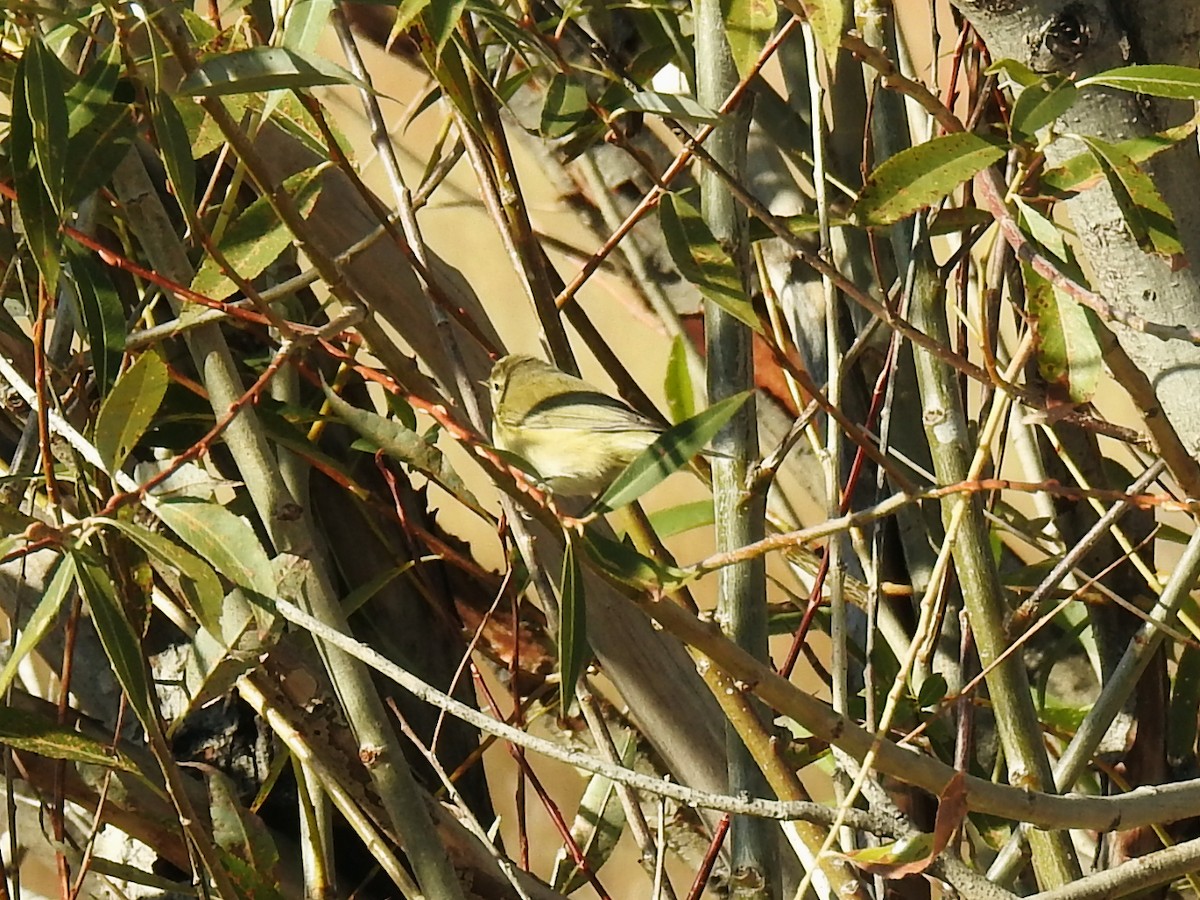 柳鶯/鶲鶯類(Phylloscopus) - ML643483271