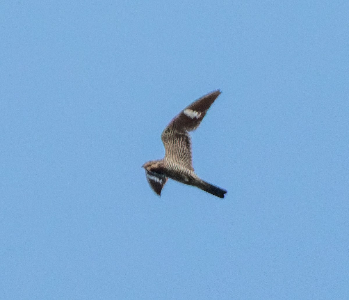 Common Nighthawk - ML643483286