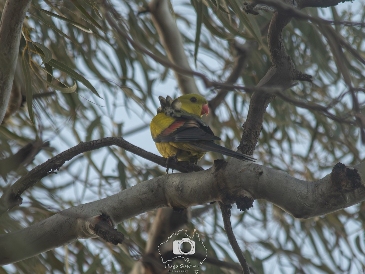 Regent Parrot - ML643483294