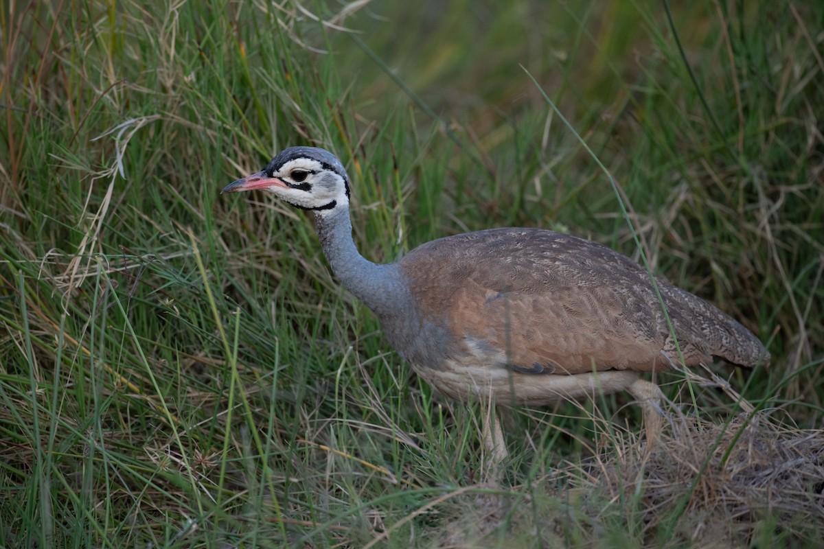 White-bellied Bustard - ML643483307