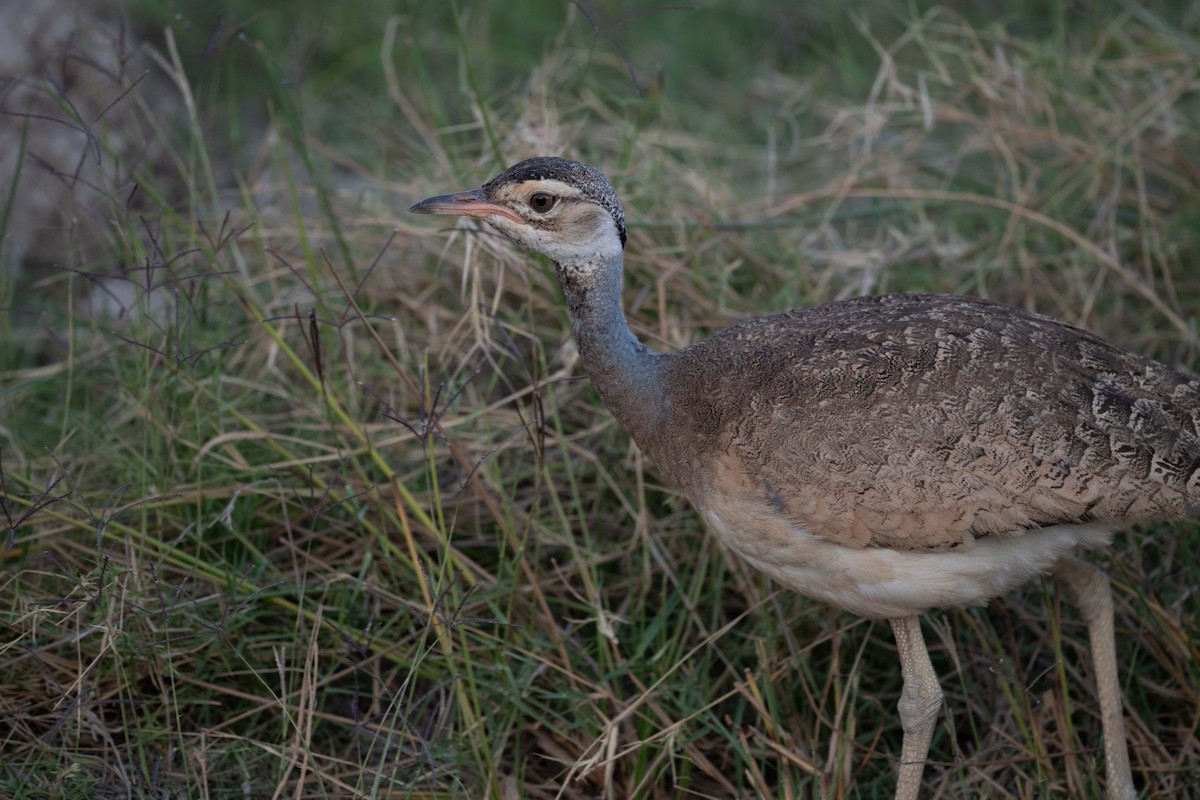 White-bellied Bustard - ML643483308