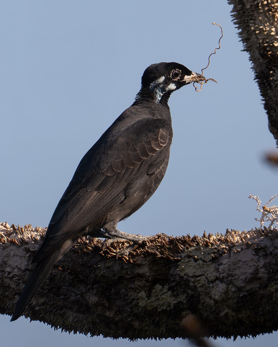 Bare-necked Fruitcrow - ML643483322