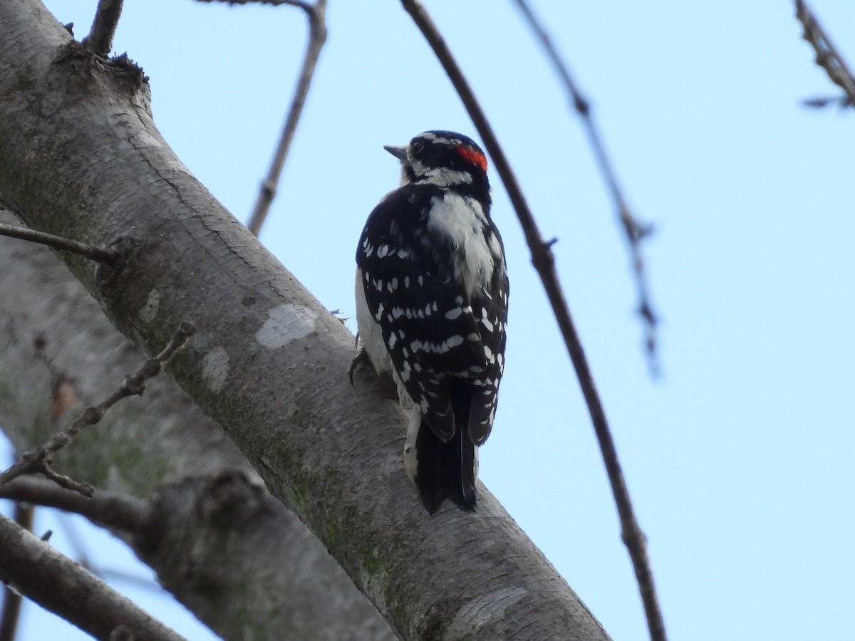 Downy Woodpecker - ML643483326